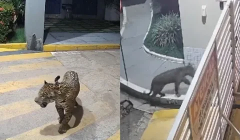 Câmera de segurança flagra onça tentando entrar em condomínio