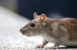 Leptospirose: guia de cuidados, prevenção e sintomas durante as enchentes