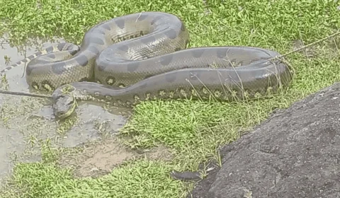 Sucuri gigante é resgatada após atacar um marreco em área alagada no interior do Acre