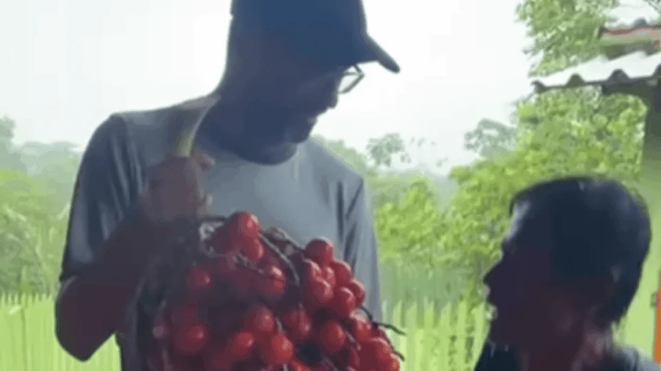 Susto! Vereador do Acre recebe cacho de pupunha com cobra entre as frutas