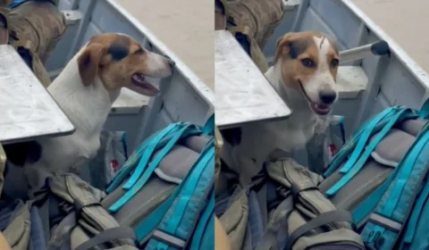 Cachorro é resgatado após ser abandonado por garimpeiros no Amazonas; veja vídeo