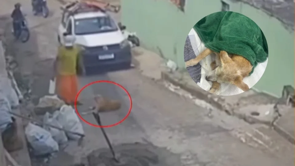 Cadelinha Madonna Britney morre após ser atropelada duas vezes em Manaus