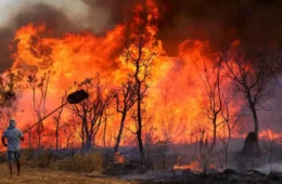Roraima é o segundo estado com maior área queimada em 2025