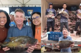 Onde retirar peixes em Boa Vista? Veja locais e horários do segundo dia de distribuição