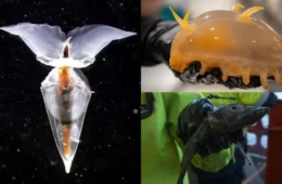 VÍDEO: Seres vivos desconhecidos são encontrados na Antártida