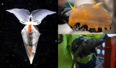 VÍDEO: Seres vivos desconhecidos são encontrados na Antártida