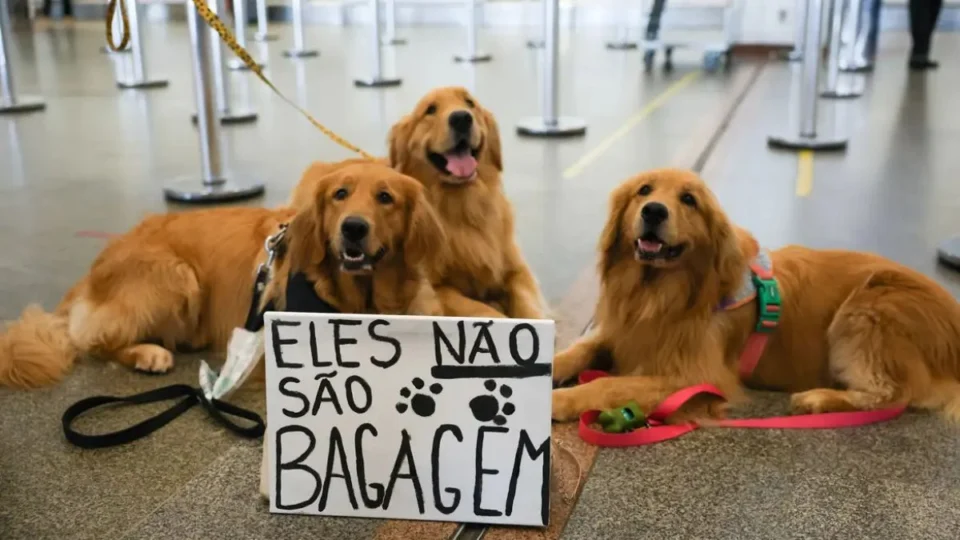 Pets viajantes: saiba quais direitos para cães e gatos foram aprovados pelo Senado