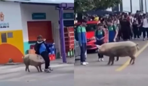 VÍDEO: Porco gigante é flagrado ‘atacando’ estudantes em Manaus; veja