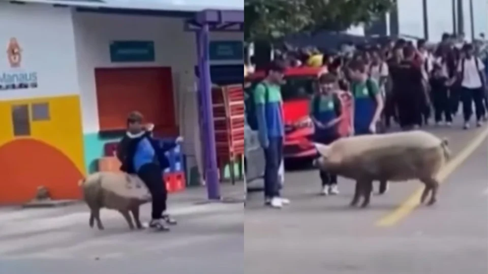 VÍDEO: Porco gigante é flagrado ‘atacando’ estudantes em Manaus; veja