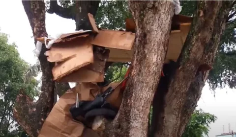 Moradores em situação de rua fazem ‘casa’ em cima de árvore em Manaus; veja vídeo