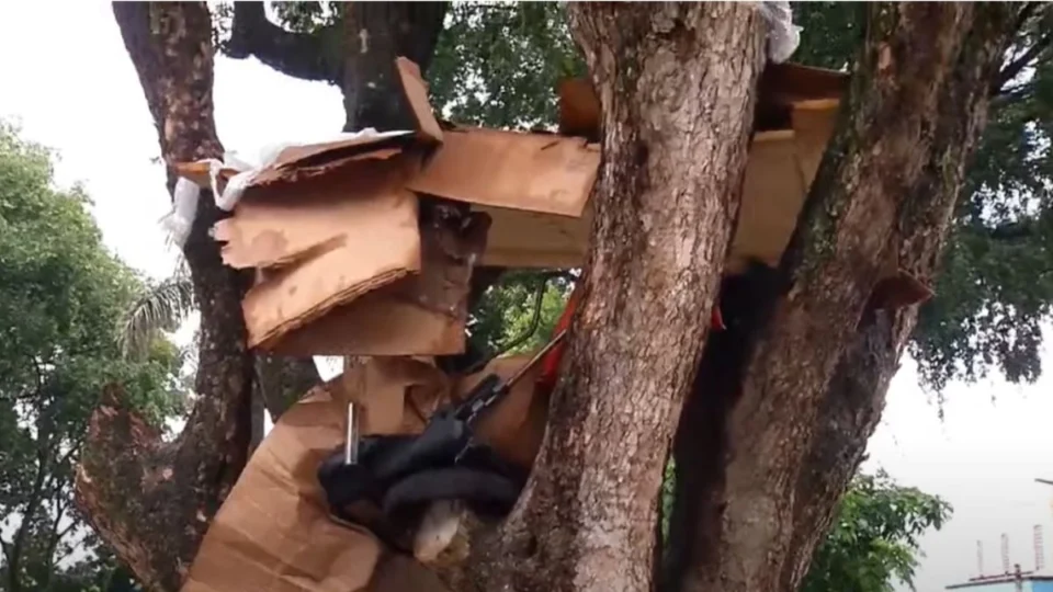 Moradores em situação de rua fazem ‘casa’ em cima de árvore em Manaus; veja vídeo