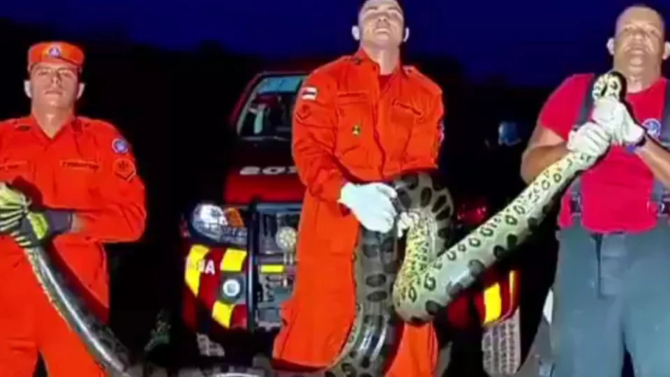 Cobra com mais de 3 metros é resgatada em quintal de casa no Amazonas; veja vídeo