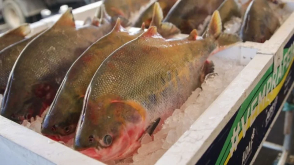 Semana Santa: confira dicas essenciais para comprar e preparar peixes com segurança