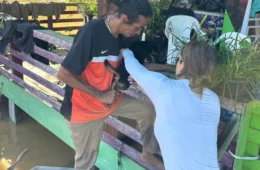 Distrito de Porto Velho recebe assistência para animais afetados pela cheia do rio Madeira