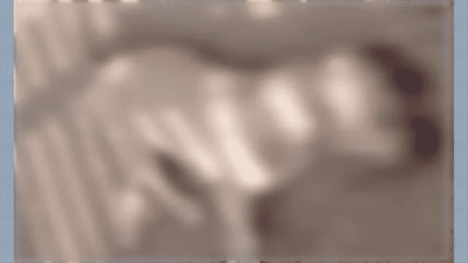 PM atira e mata cachorro pitbull durante perseguição no interior do Acre; veja o que motivou a ação