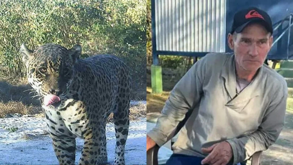 Local de ataque de onça já foi denunciado por ‘ceva’; entenda prática que é crime ambiental