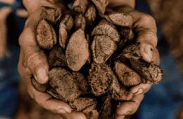 Sena Madureira (AC) é reconhecida como Capital Nacional da Castanha do Brasil por nova lei federal