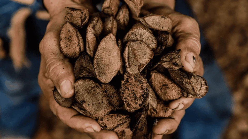 Sena Madureira (AC) é reconhecida como Capital Nacional da Castanha do Brasil por nova lei federal