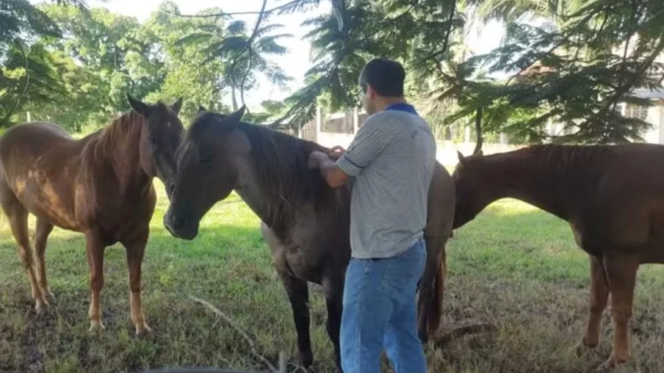 Três cavalos morrem de raiva em Candeias do Jamari; veja como a doença se espalha