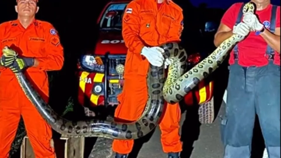 Sucuri de 3,5 metros é encontrada em quintal de casa no Amazonas; veja vídeo