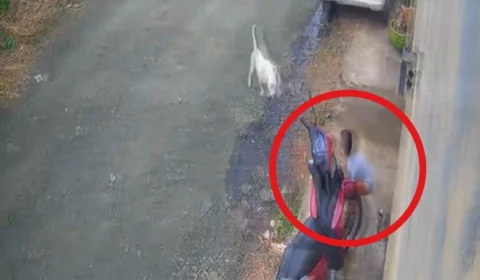 VÍDEO: criança de seis anos é atacada por pit bull em frente de casa em Ji-Paraná