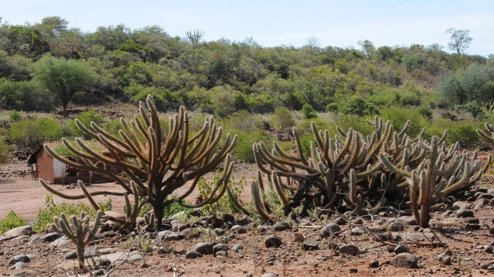 Dia Nacional da Caatinga (28/4): saiba mais sobre o único bioma exclusivamente brasileiro