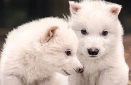 ‘Dire wolf’: entenda como empresa reviveu o lobo-terrível, extinto há mais de 10 mil anos