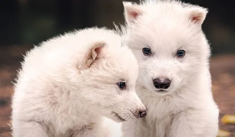 ‘Dire wolf’: entenda como empresa reviveu o lobo-terrível, extinto há mais de 10 mil anos