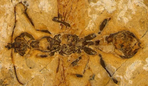 113 milhões de anos: fóssil de formiga mais antiga do mundo encontrado no Ceará