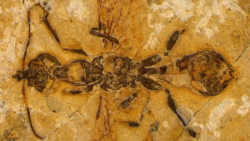 113 milhões de anos: fóssil de formiga mais antiga do mundo encontrado no Ceará