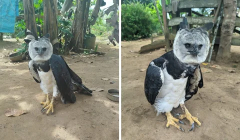 Gavião-real ferido é resgatado no interior do Amazonas; veja fotos