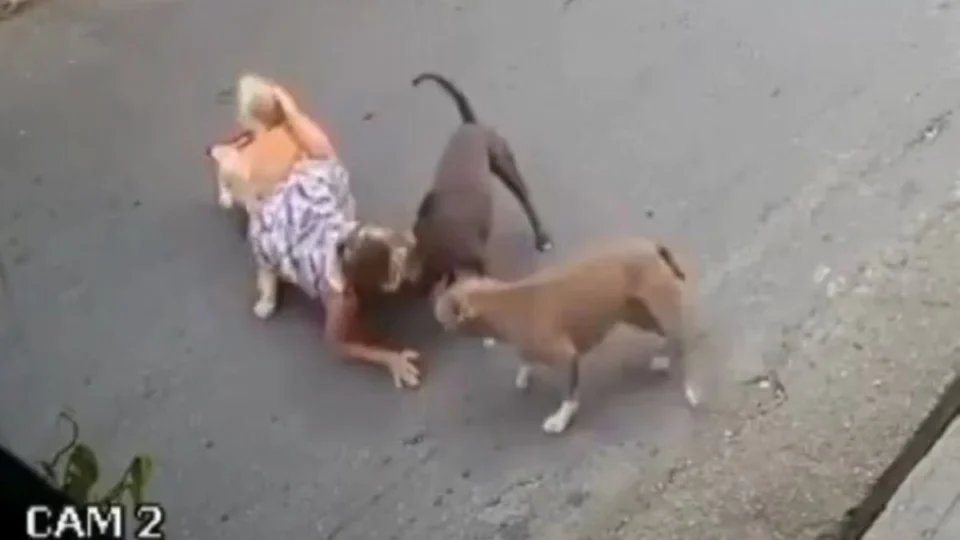 VÍDEO: grávida de 7 meses cai no meio da rua para evitar briga entre cachorros
