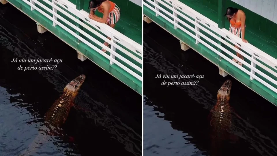 Tem coragem? mulher observa jacaré gigante perto de flutuante no Amazonas; veja vídeo