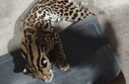 Filhote de jaguatirica é resgatado por casal em rodovia no interior do Acre; veja