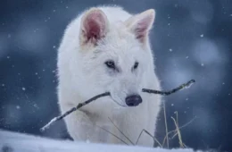 Lobo-terrível voltou da extinção? Veja as diferenças entre o original e o recriado por cientistas