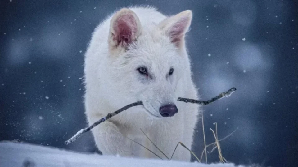 Lobo-terrível voltou da extinção? Veja as diferenças entre o original e o recriado por cientistas