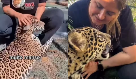 Onça ‘Golias’ resgatada no Amazonas é transferida para Goiás; veja vídeo