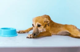 Petinder: Rio Branco lança plataforma para ‘match’ entre animais resgatados e futuros donos