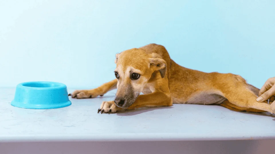 Petinder: Rio Branco lança plataforma para ‘match’ entre animais resgatados e futuros donos