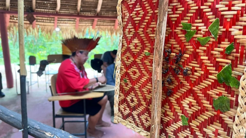 Ancestralidade Sateré-Mawé mantém tradição indígena viva com o ritual da tucandeira