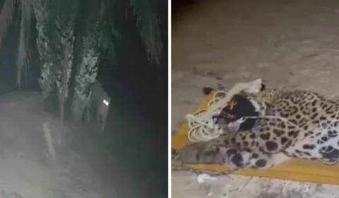 VÍDEO: Onça que devorou caseiro é capturada no Pantanal; veja registro