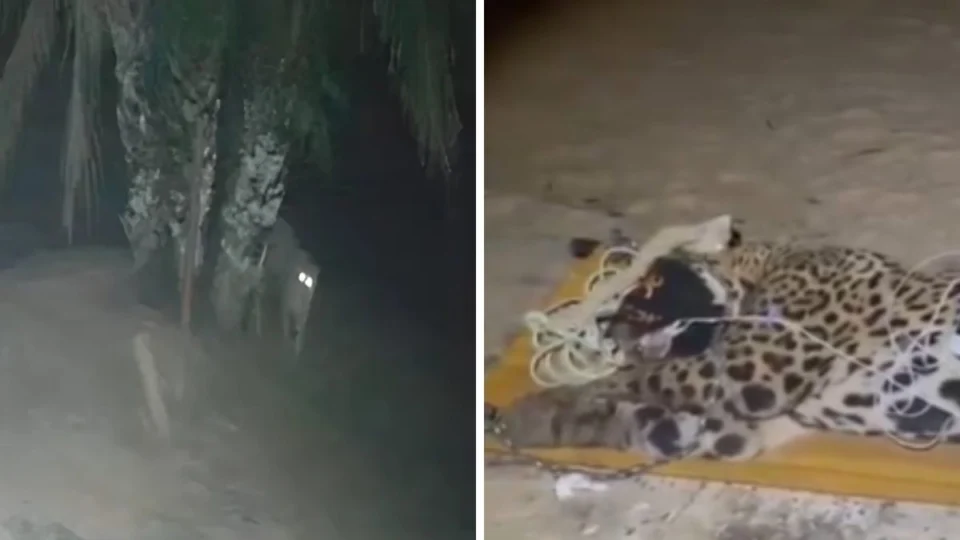 VÍDEO: Onça que devorou caseiro é capturada no Pantanal; veja registro