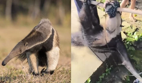 VÍDEO: Tamanduá é resgatado após ficar à deriva em Manicoré (AM)