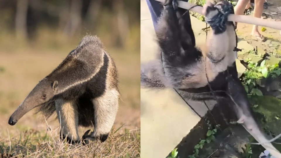 VÍDEO: Tamanduá é resgatado após ficar à deriva em Manicoré (AM)