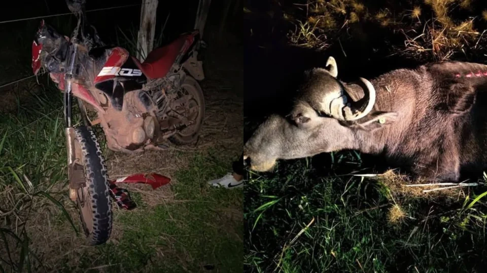 Adolescente de 15 anos morre após colidir com búfalo em estrada de Itacoatiara