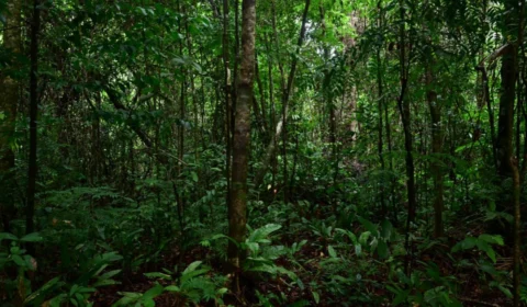 Milionário compra mais de 1,6 mil km² da floresta amazônica com propósito inesperado