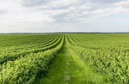 Exportações do Tocantins disparam 46,5% no 1º trimestre de 2025; veja quais os alimentos mais exportados