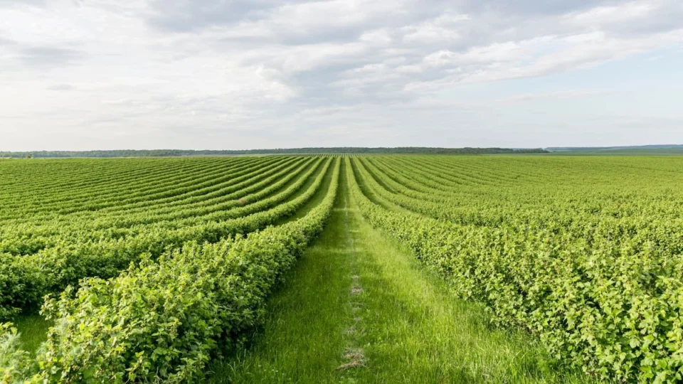 Exportações do Tocantins disparam 46,5% no 1º trimestre de 2025; veja quais os alimentos mais exportados
