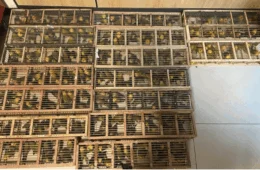 Tráfico de animais: homem é preso com 270 pássaros no aeroporto de Brasília