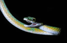 Com ‘bigode’ e cores vibrantes, nova espécie de cobra é descoberta no Cerrado do Tocantins